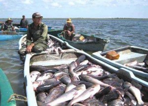 Cuba acuicola peces